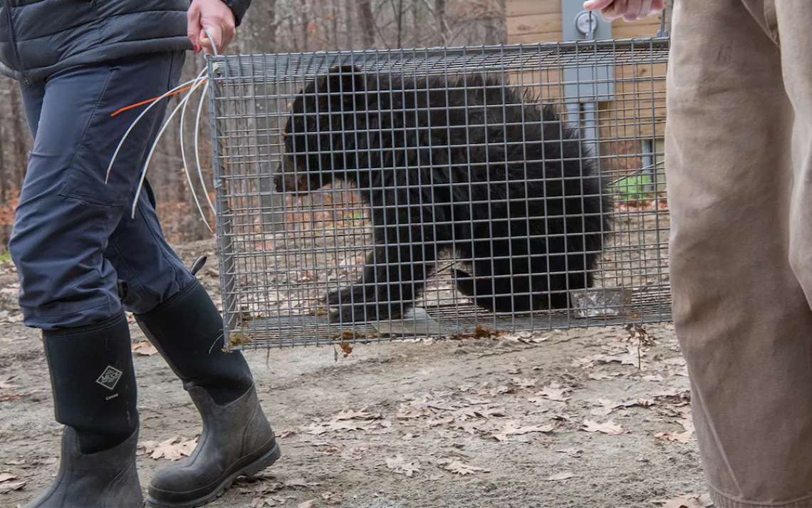 Two rescue center workers carry a black bear cub in a wire cage