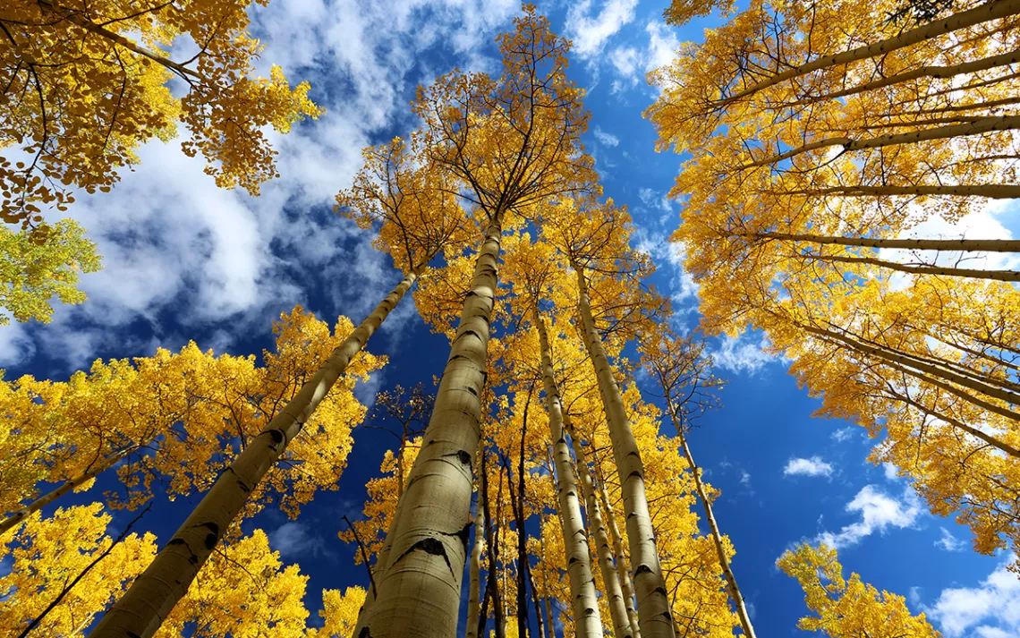 Aspen forest in autumn with fall colors of gold, yellow, blue, white, yellow in San Juan National Forest outside of Ouray and Sliverton on the Million Dollar Highway.