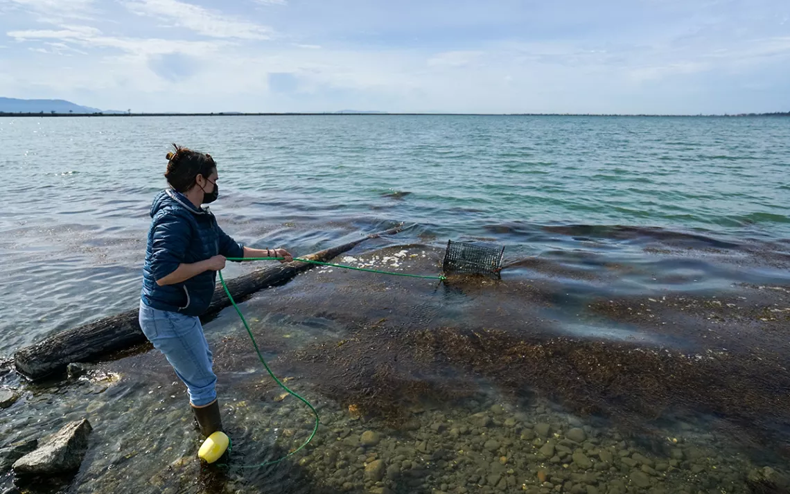 Bobbie Buzzell, lead green crab biologist for the Lummi Nation, pulls a trap from the Lummi Sea Pond.