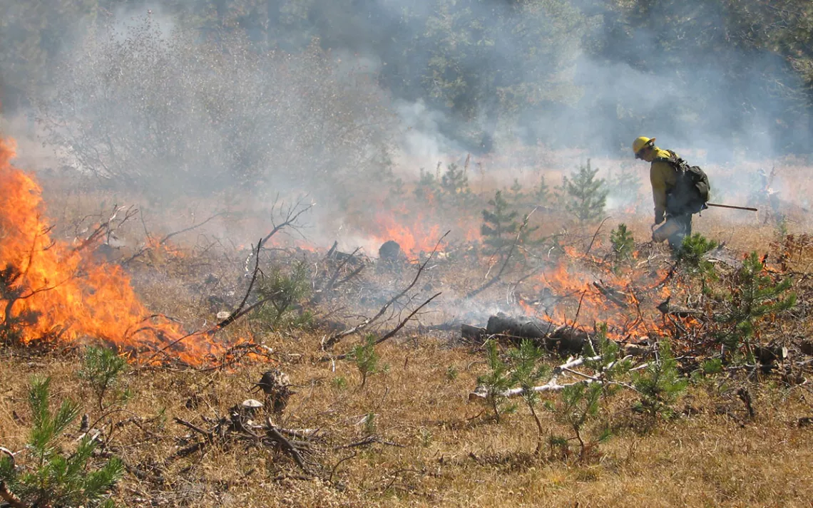 Van Vleck Prescribe Burn - Eldorado NF Flames are visible as an Eldorado National Forest firefighter strategically lights a controlled fire in Van Vleck Meadow.