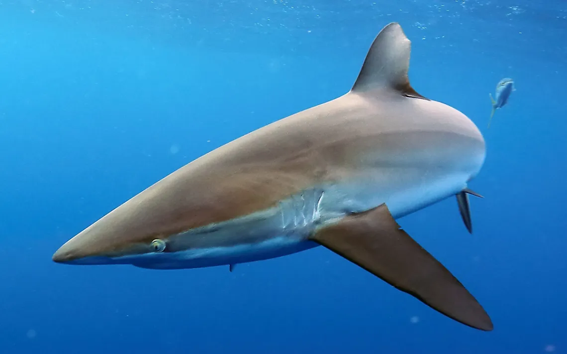 Silky shark, or Carcharhinus falciformes swimming in a deep blue sea