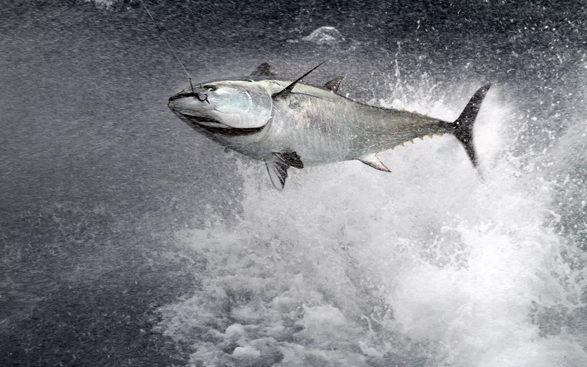 Bluefin tuna, aka Thunnus thynnus. Photo courtesy of Iñigo Onandia