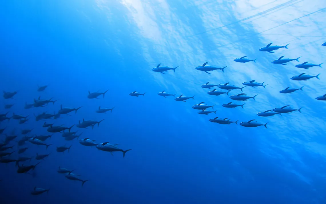 Tuna. Photo courtesy of David Itano. 