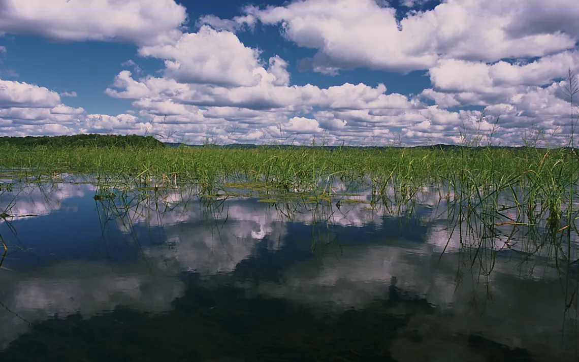 Wild rice is an annual aquatic grass that produces a seed that is delicious and nutritious for wildlife and humans. 