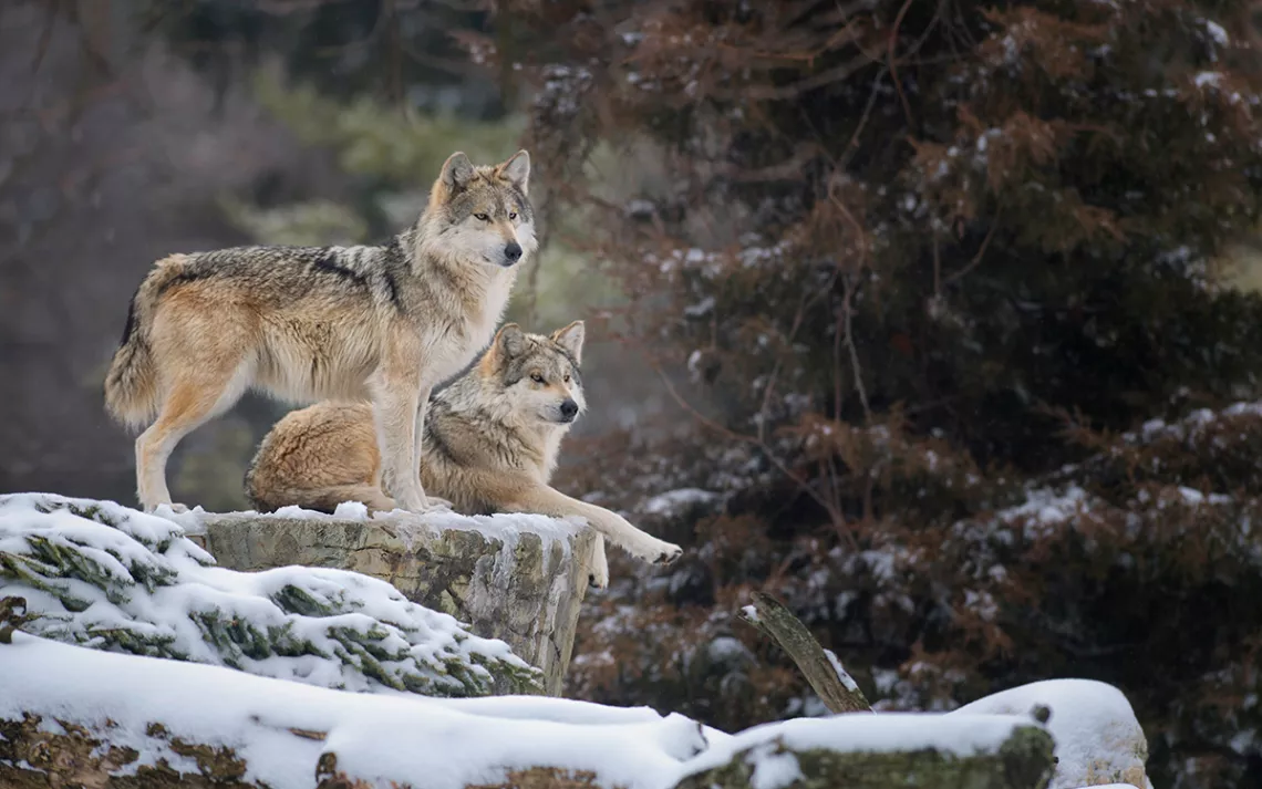 Pair of Mexican gray wolves (Canis lupus) on a snowy ledge.