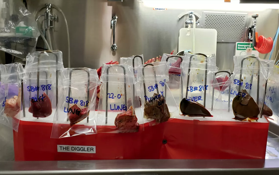 The organs from condor #818 are in plastic bags hanging on a styrofoam block labeled "The Diggler."