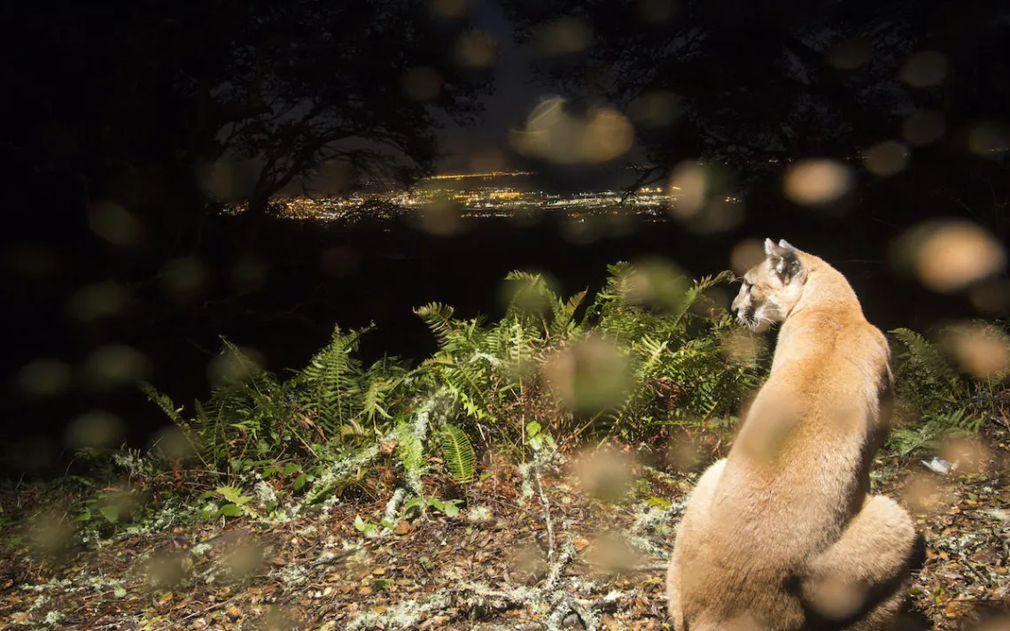 Santa Cruz puma