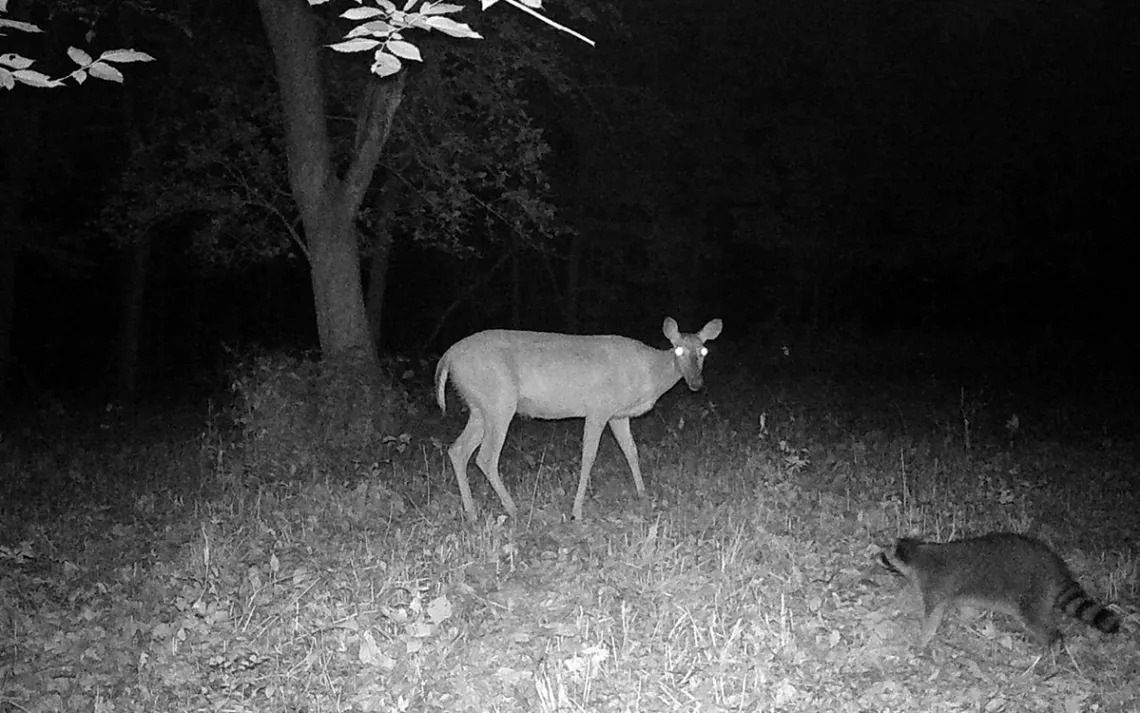 Night time wildlife camera shot of a ghostly-looking deer and raccoon. 