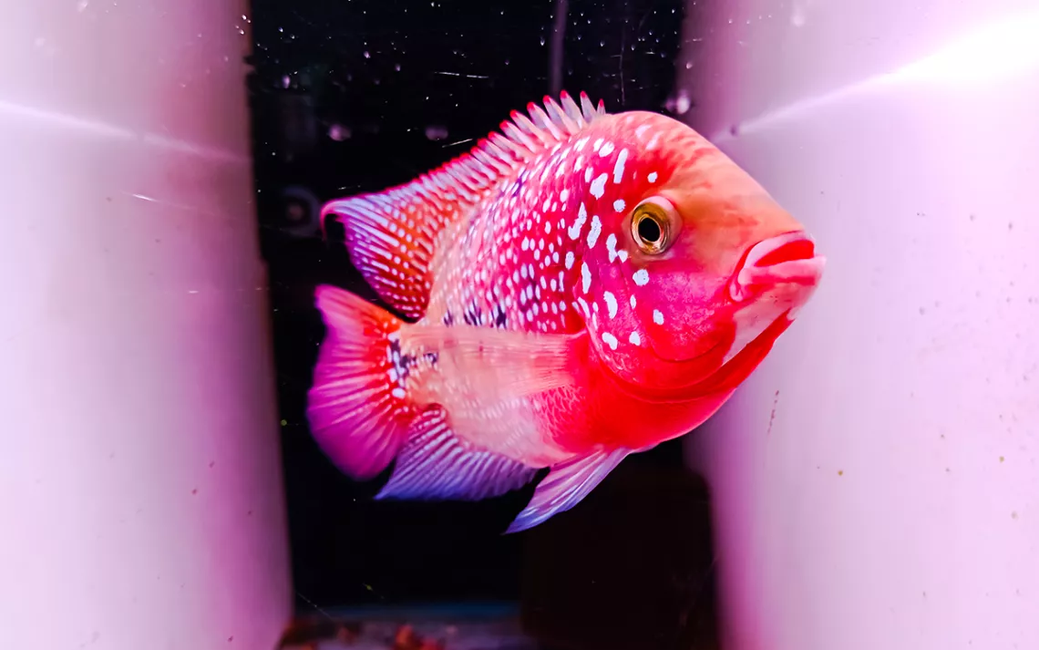 A hot pink and red fish floating against a black and pink background, looking fabulous.