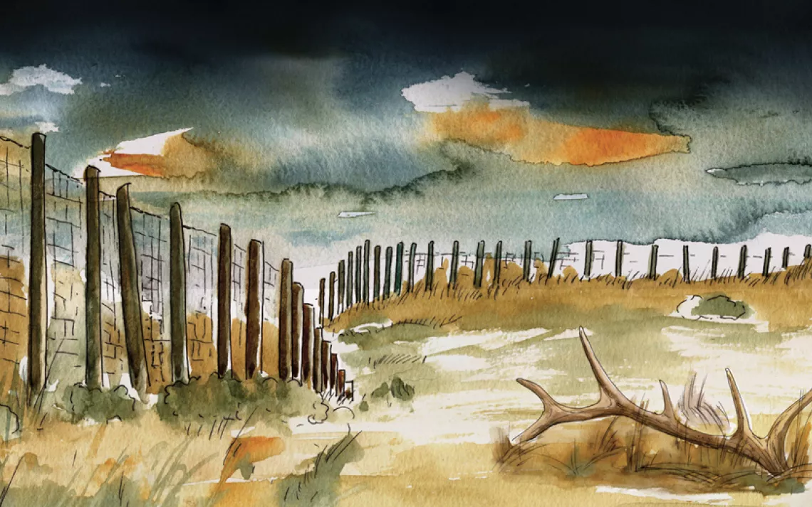 The Curious Case of the Dead Elk at Point Reyes National Seashore