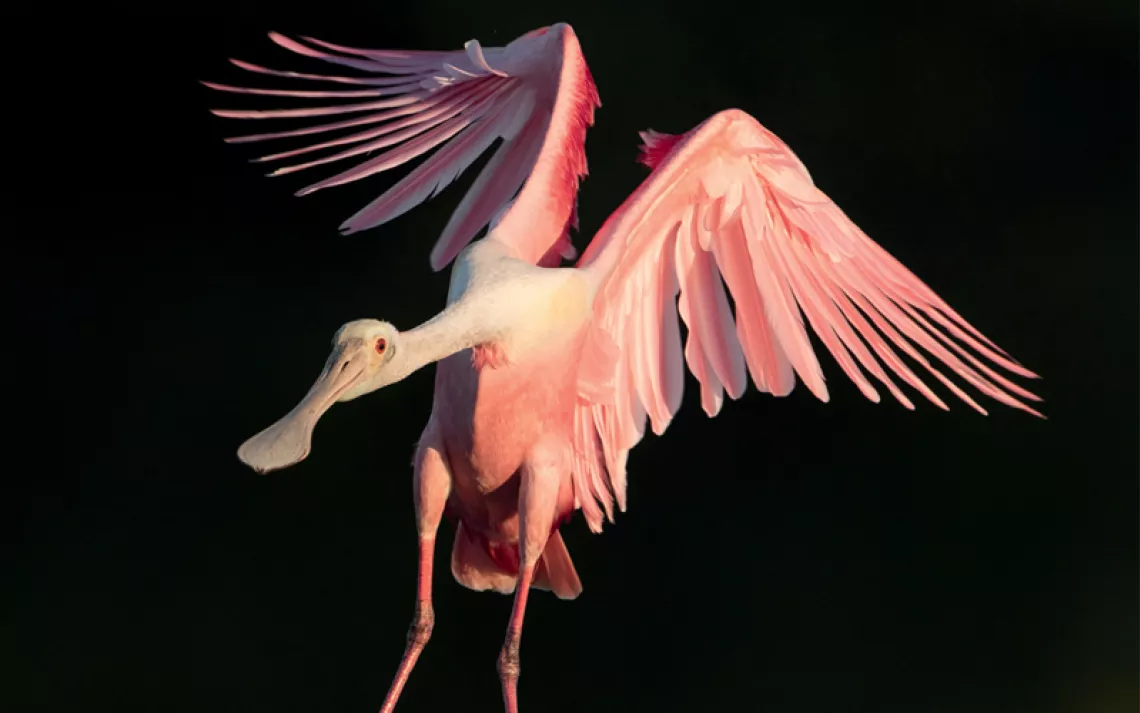 A pink roseate spoonbill is descending from the air against a black background.