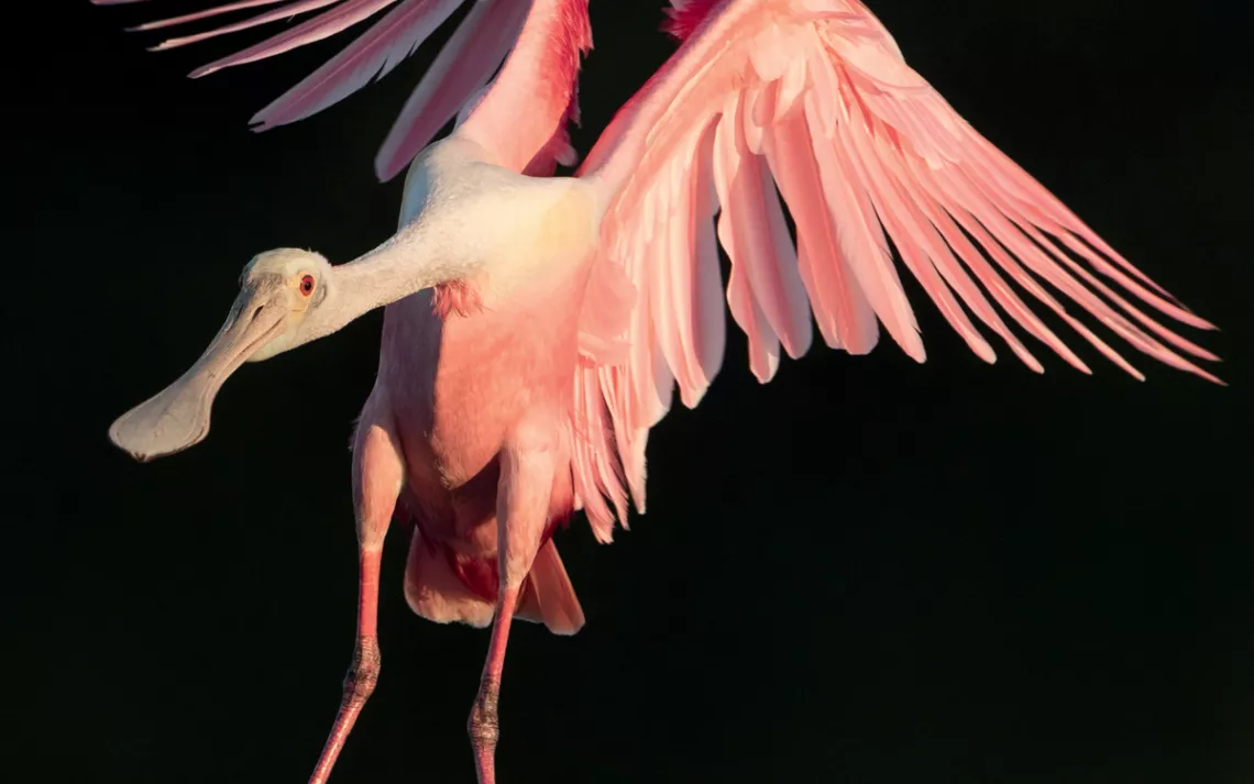 A pink roseate spoonbill is descending from the air against a black background.