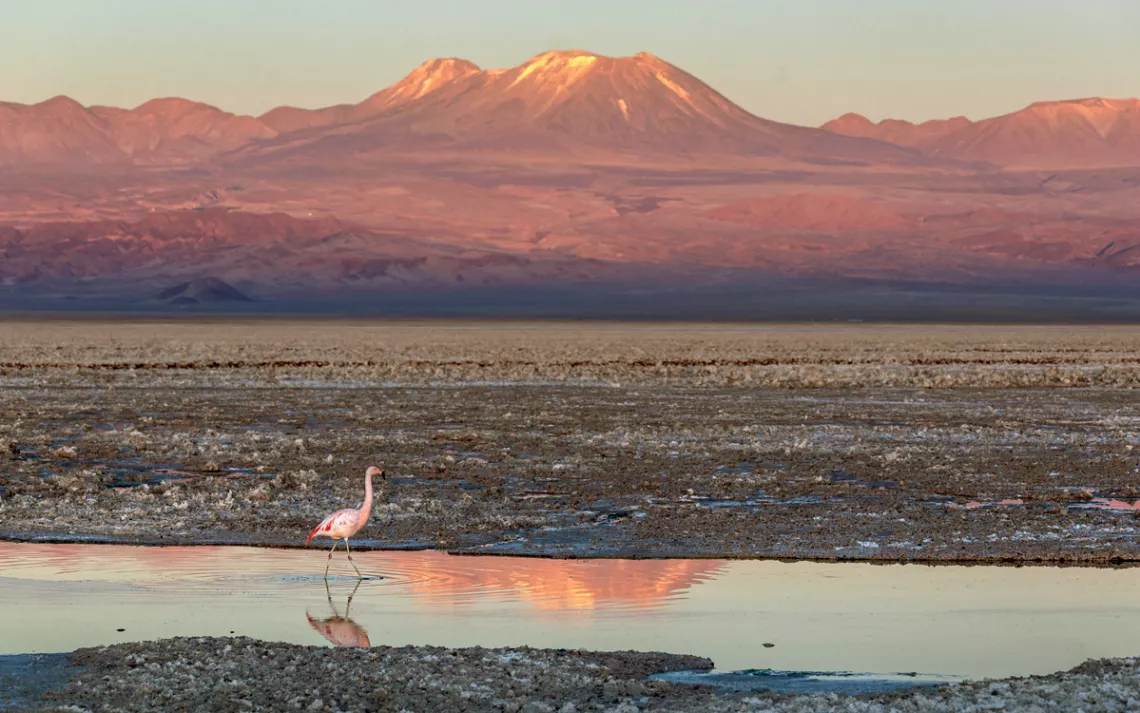A flamingo walks in a salty body of water with mountains in the background and a sunset reflected in the water.
