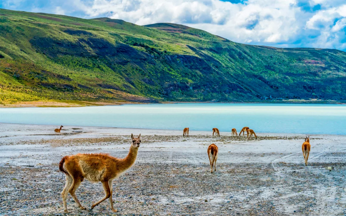 Several guanacos stand next to a blue pool of water with a green mountain in the background.
