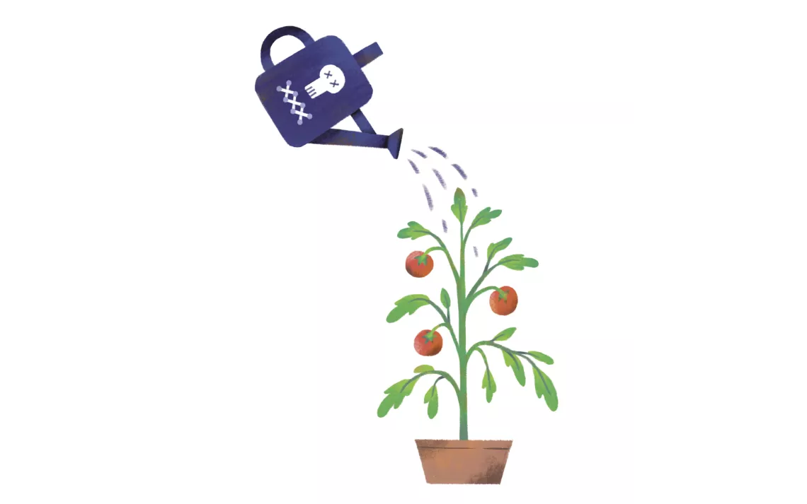 A watering can with a poison symbol drips water onto a tomato plant.
