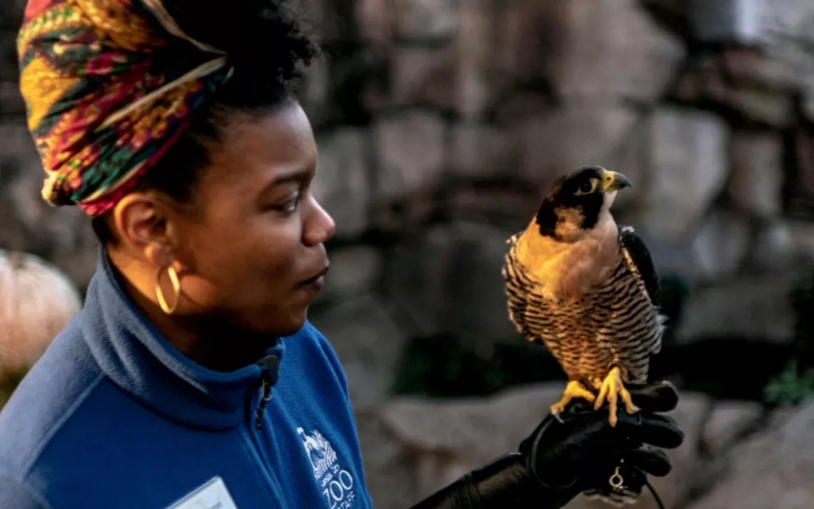 Allison Jones is wearing a blue Kansas City Zoo fleece and holding up a peregrine falcon on a gloved arm.