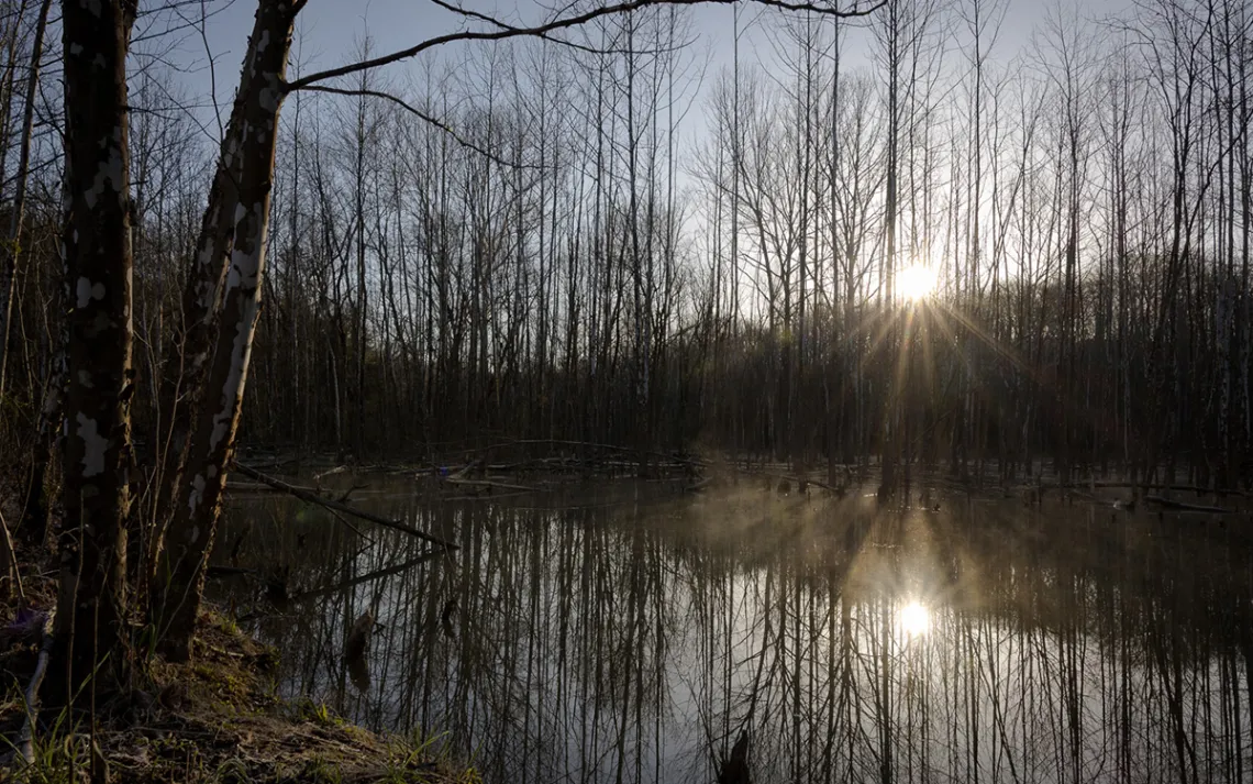 Bernheim Forest