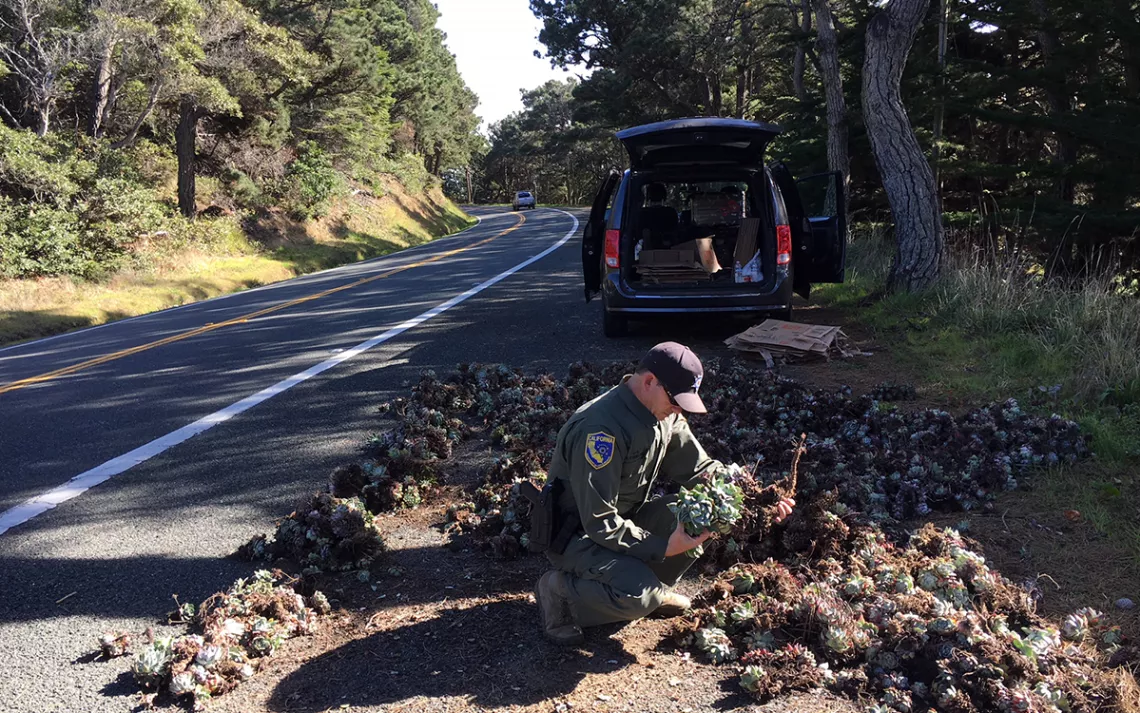 A California wildlife officer with seized dudleya.