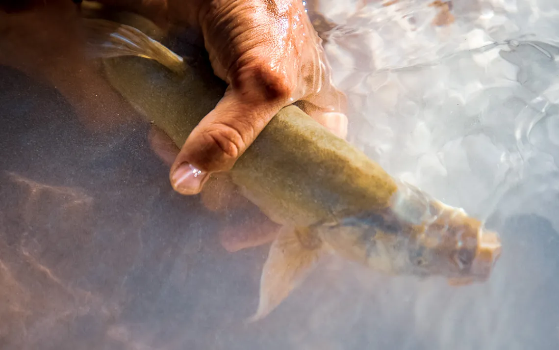 Humpback chub