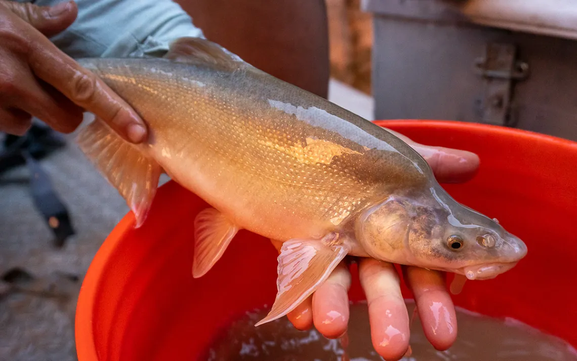 Humpback chub