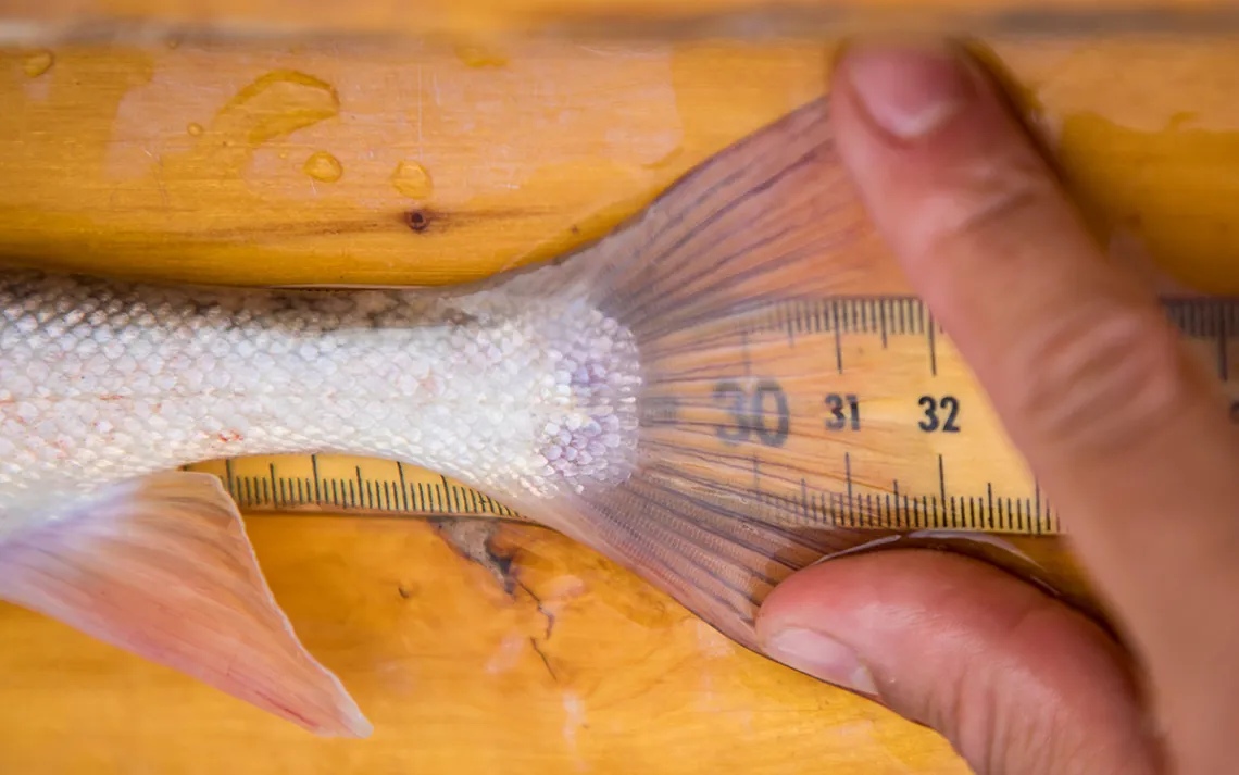 Humpback chub