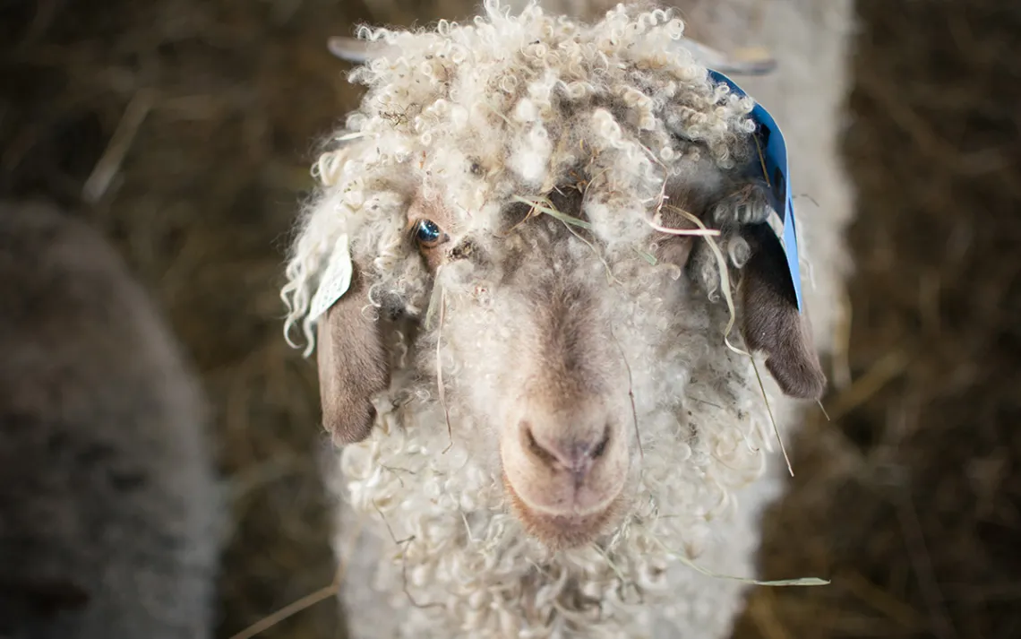 SHEEP