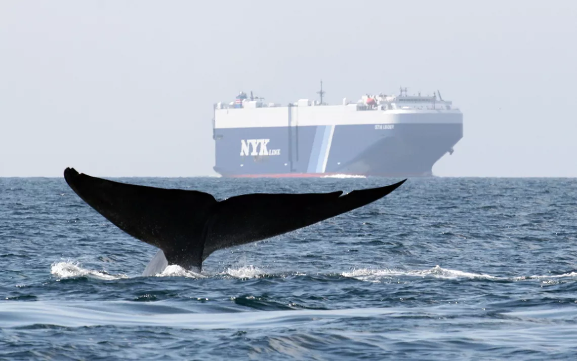 A whale dives back into the water with a huge cargo ship in the background