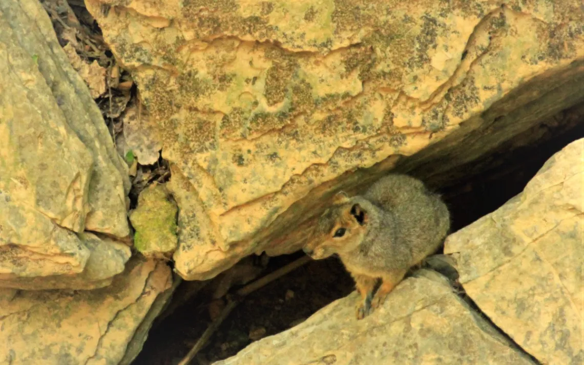 Rock Cavy