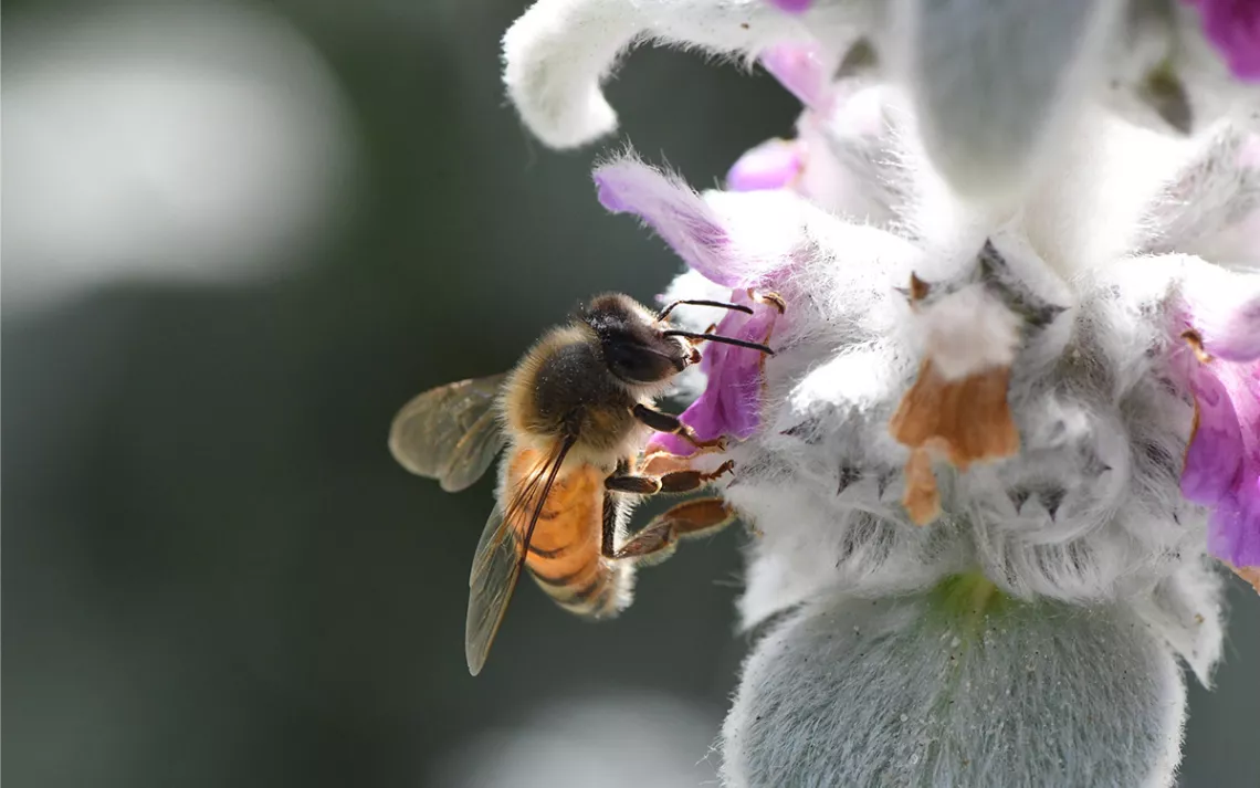 Image of a yellow and black native bee perched on a pink and white flower