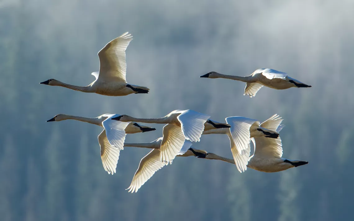 Tundra swans in formation. Photo by gjohnstonphoto. 