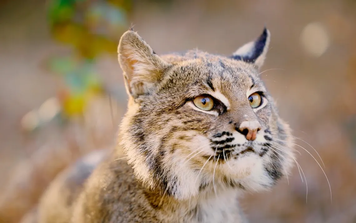 Bobcat from Kiawah