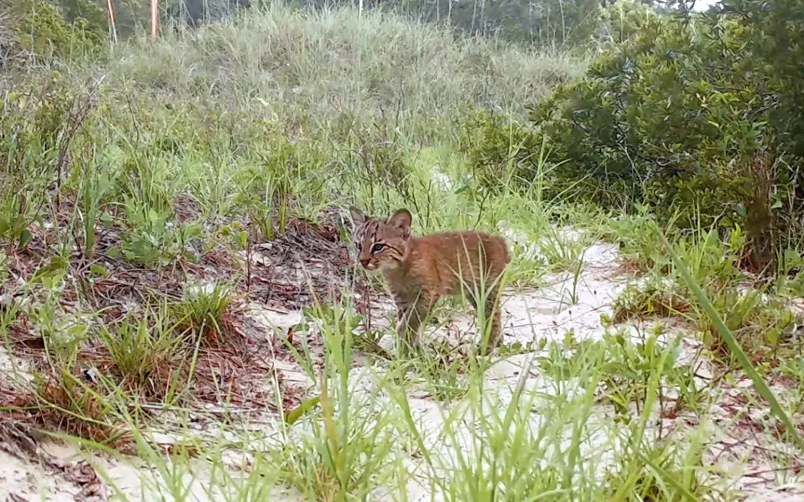 Bobcat from Kiawah 3