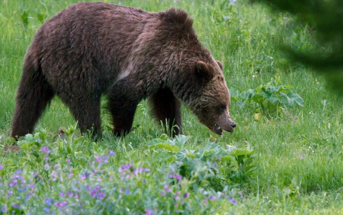 A grizzly bear nibbles on summer foliage behind a patch of flowers near Beaver Lake in Yellowstone National Park