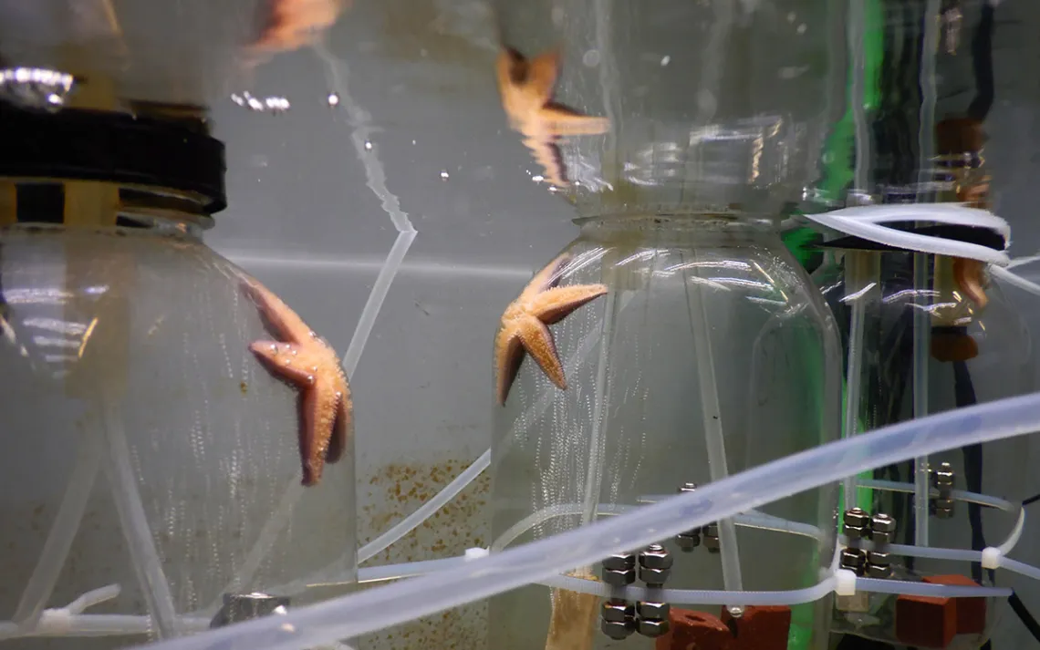 Sea stars in a simulated marine heatwave experiment. Photo by Sarah Rühmkorff.
