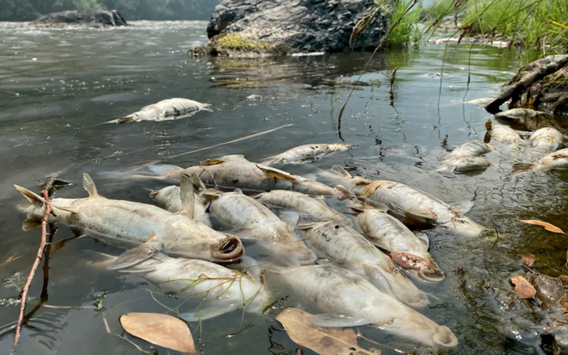 Dead fish