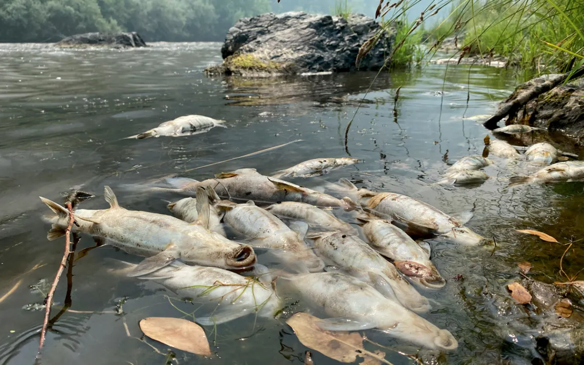 Dead fish