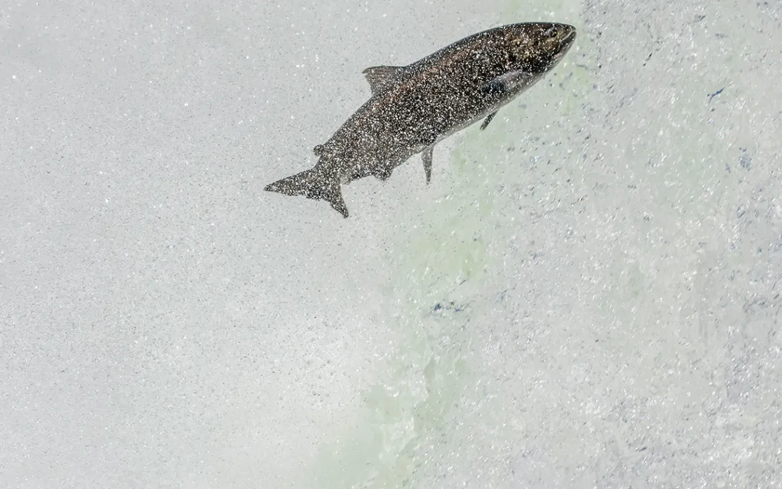 Salmon