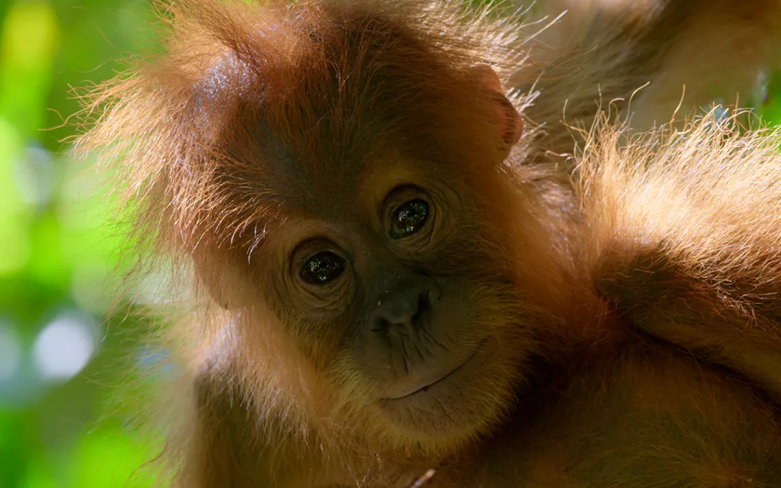 Young orangutan in Borneo. 