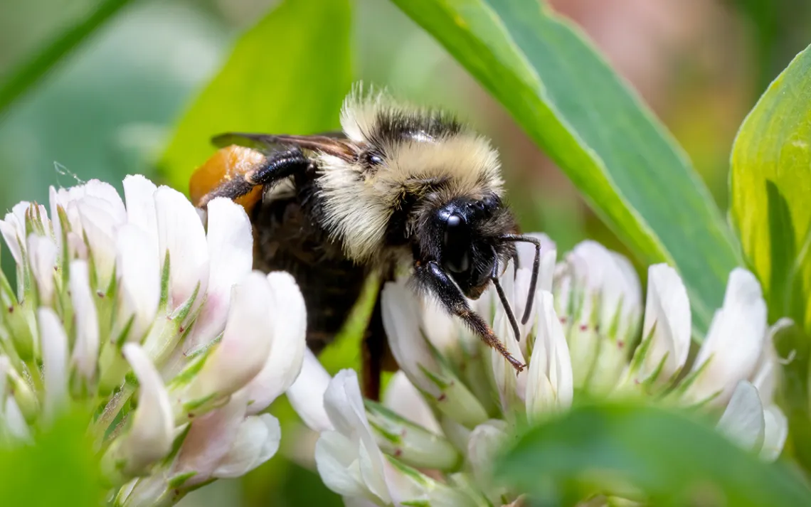 bee lawns 2