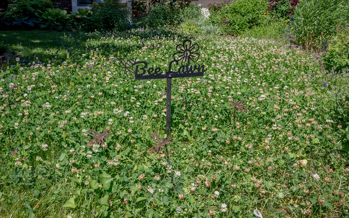 bee lawns 5