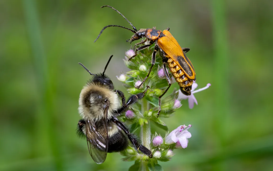 bee lawns 6