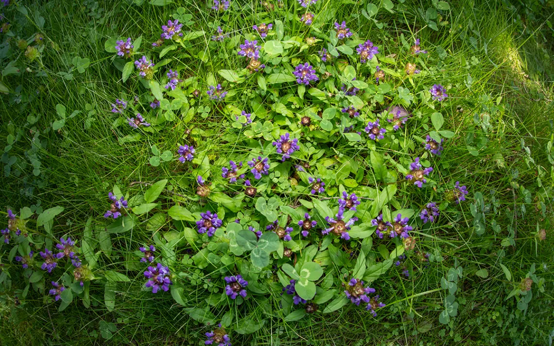 bee lawns 7