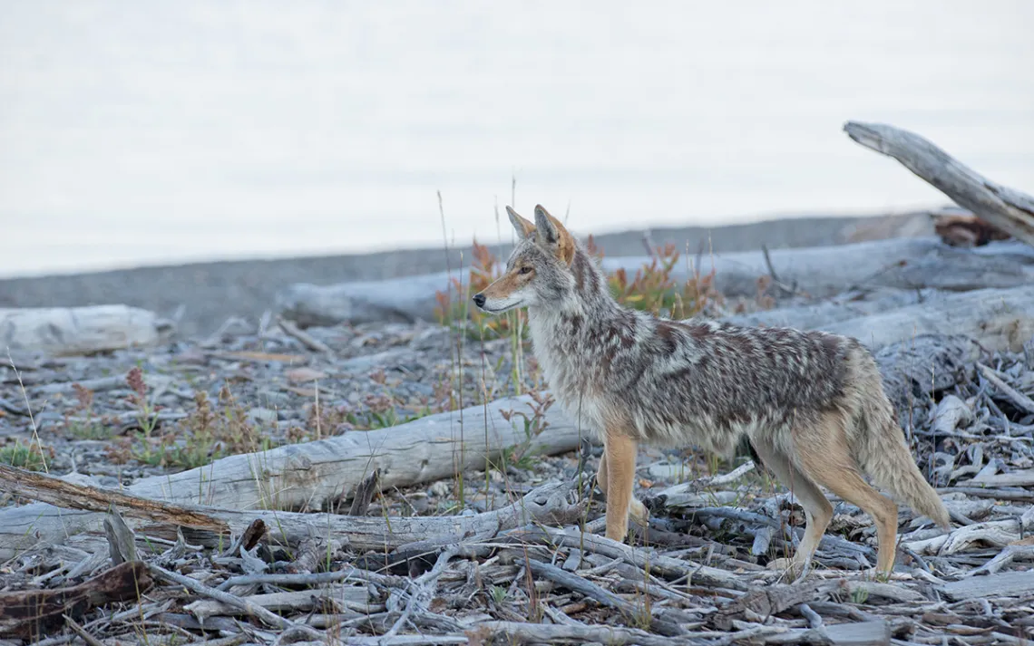 coyotes