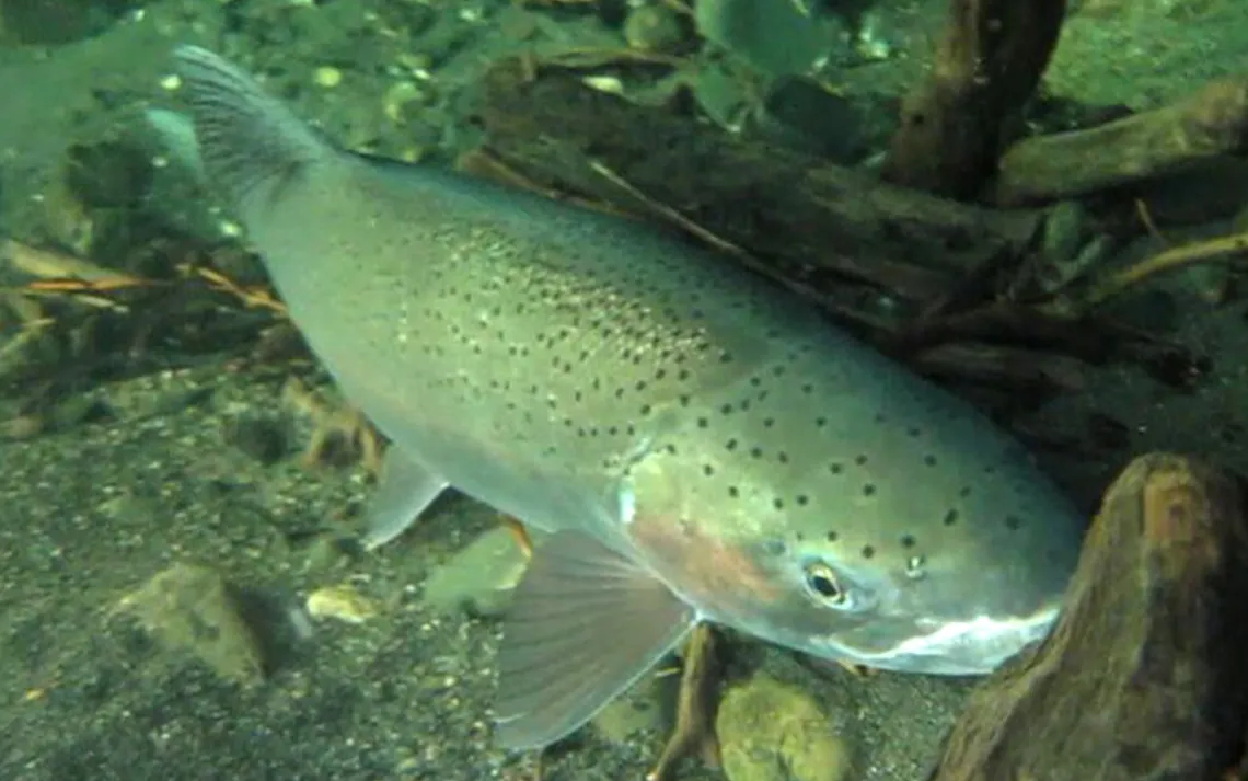 Eel River steelhead closeup. Photo by Shawn Thompson/CDFW
