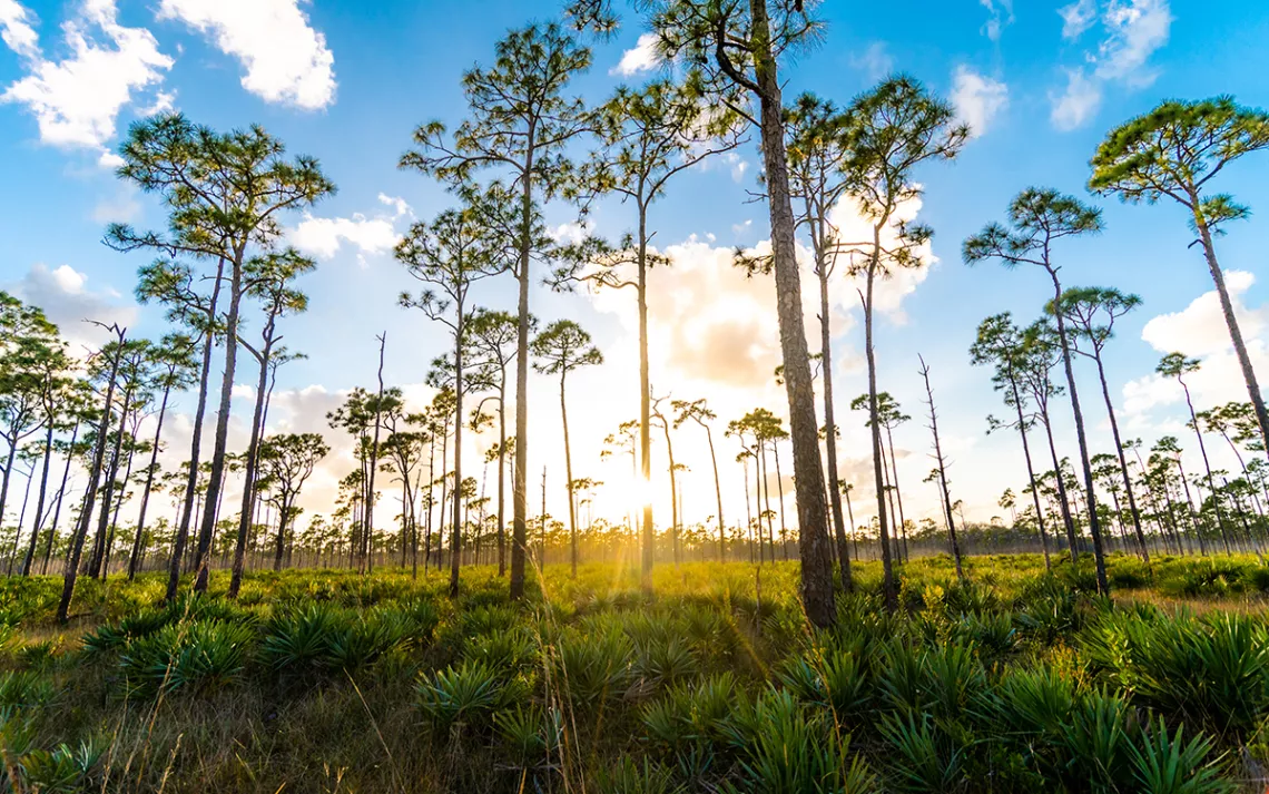 Tall narrow trees in wetlands around Palm Beach County, Florida. Photo by Lisa5201| iStock.
