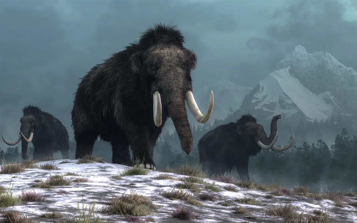 A trio of woolly mammoths trudging over snow covered hills. Illustration by Daniel Eskridge | iStoc
