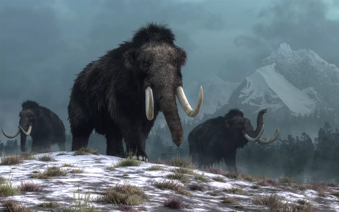 A trio of woolly mammoths trudging over snow covered hills. Illustration by Daniel Eskridge | iStoc