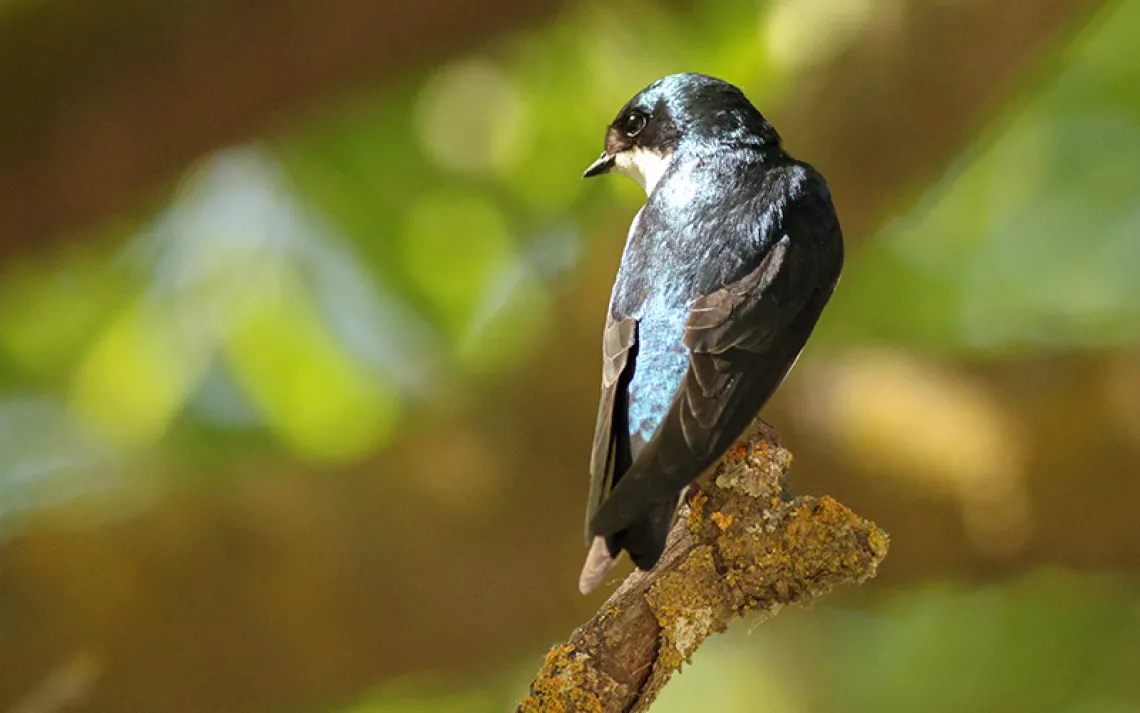 songbird