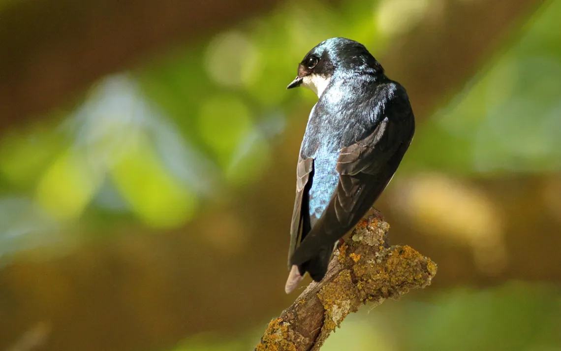 songbird