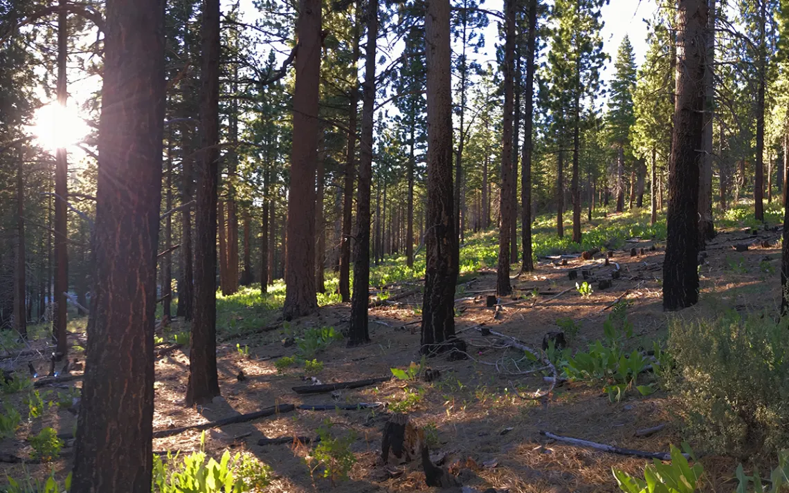 Zombie forests